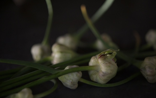 Garlic flowers 790 xxx
